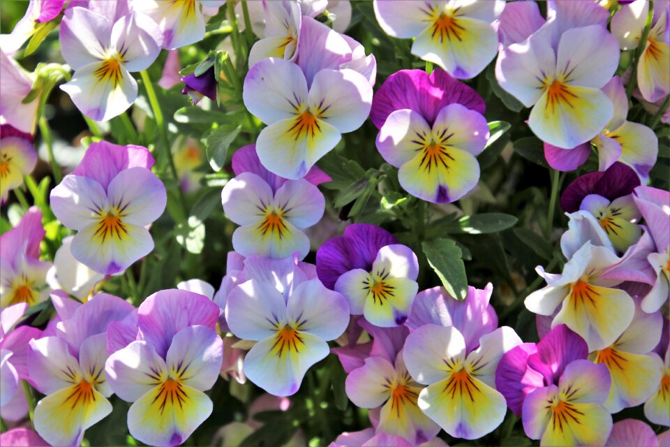 Garden full bloom closeup