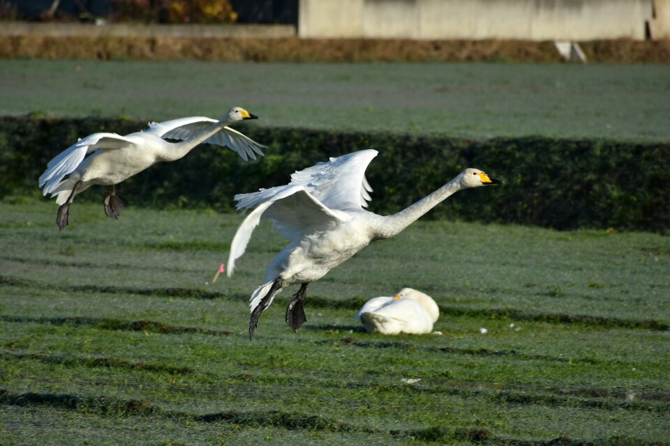Waterside bird wild birds