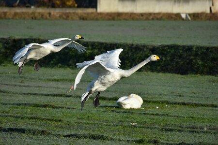 Waterside bird wild birds