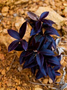 Violet flora nature