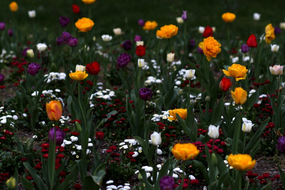 Many decorative coloring