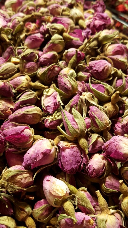 Flower rose healthy