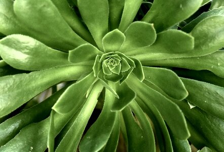 Succulent pattern green pattern