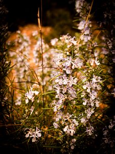 Spices rosmarinus nature