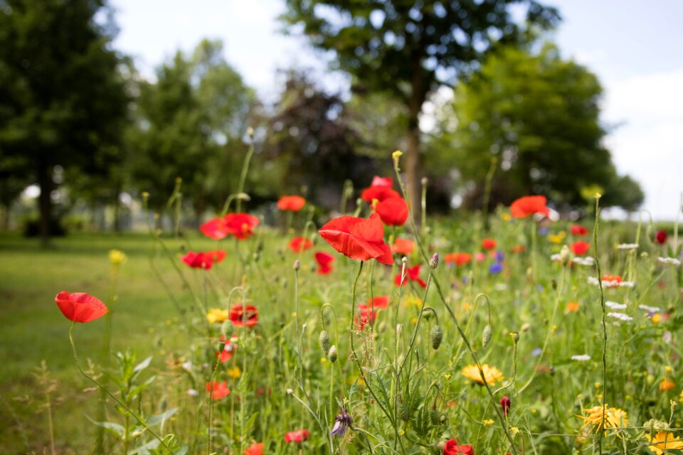Field garden flowers