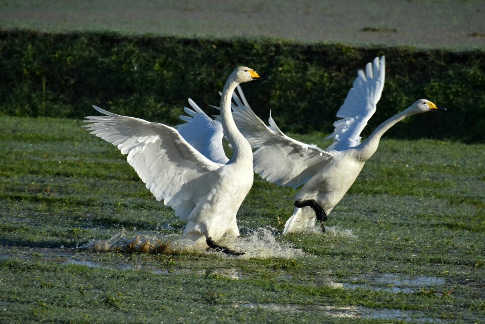 Waterside bird wild birds