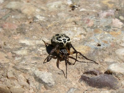 Arachnophobia rock threat