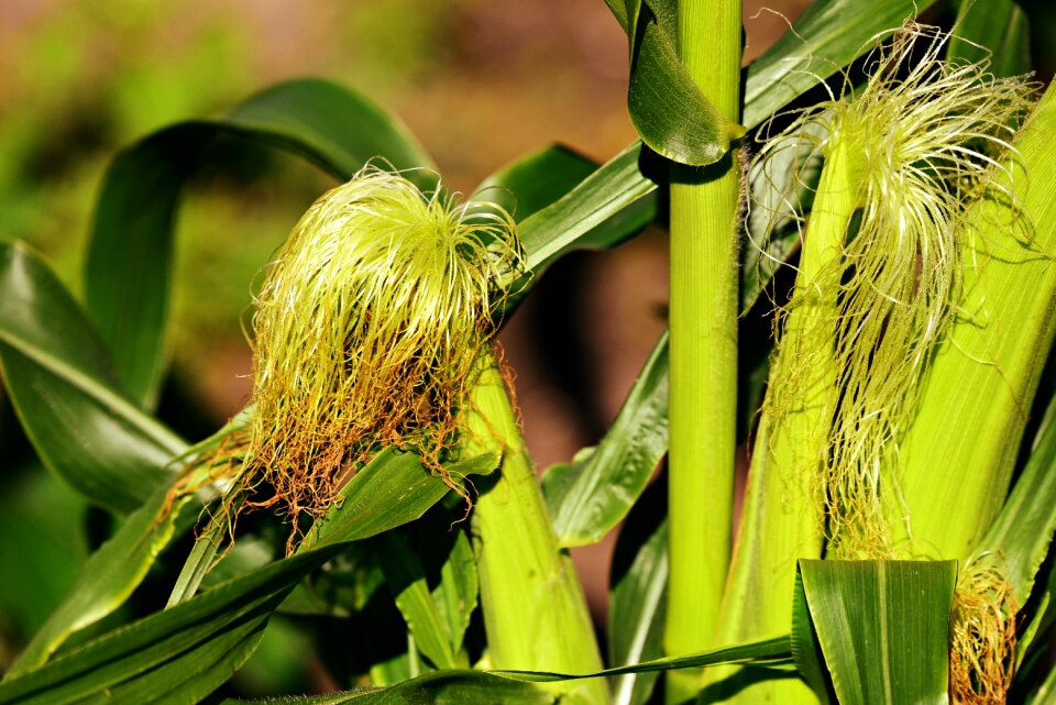 Grain cereals food