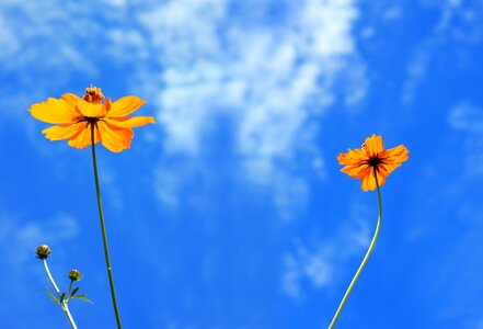 Flower garden garden romantic