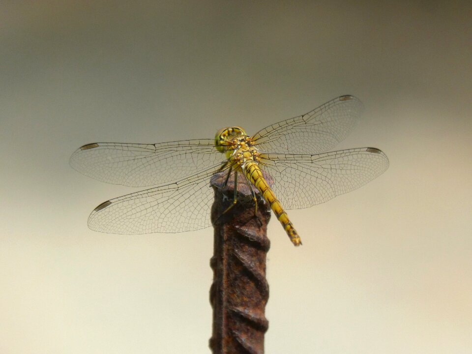 Detail winged insect cordulegaster boltonii
