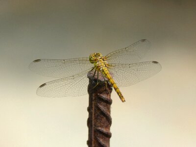 Detail winged insect cordulegaster boltonii