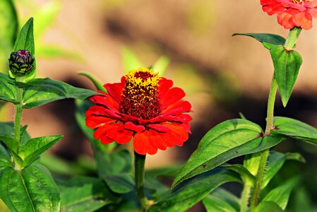 Plant blossom petals