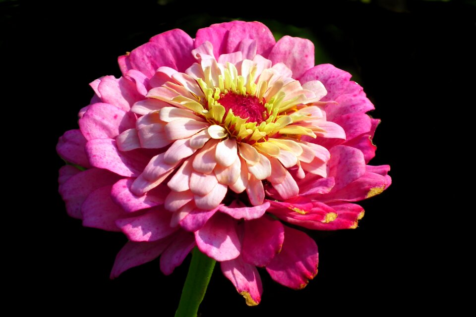 Nature macro garden