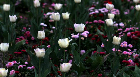Many decorative coloring