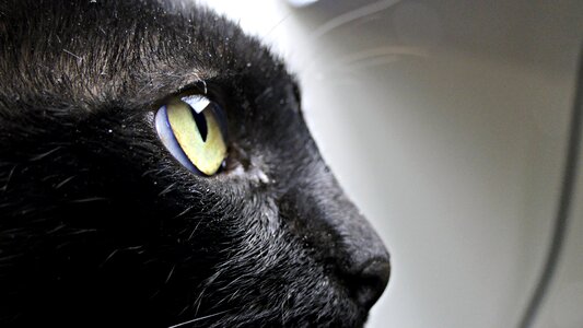 Black cat pet animal