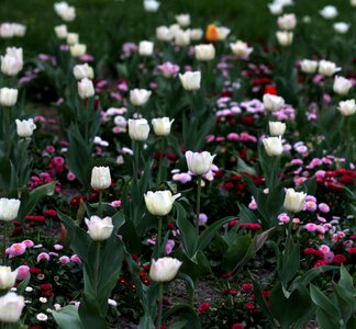 Many decorative coloring