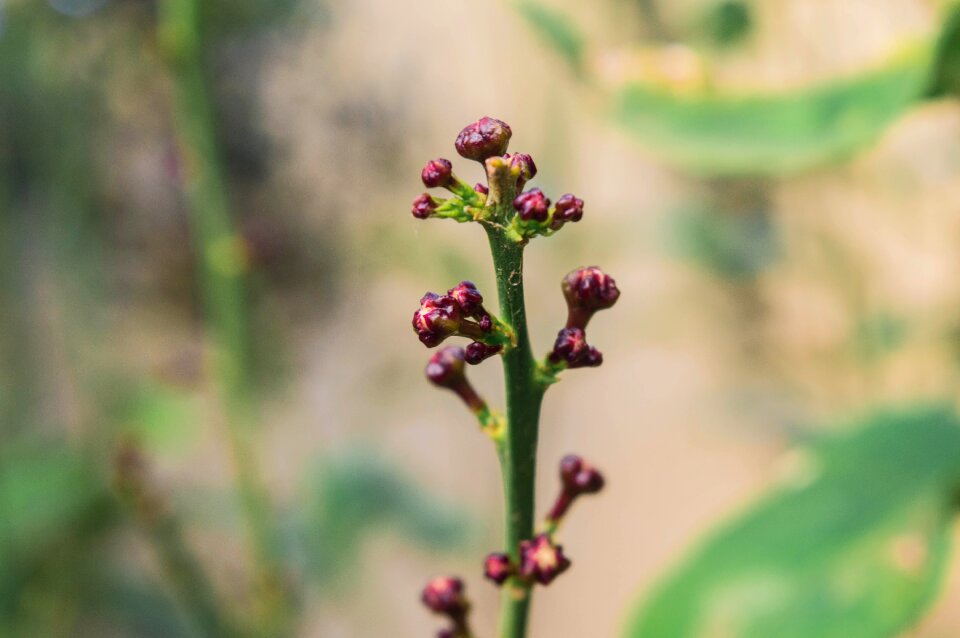 Closeup ecology plant