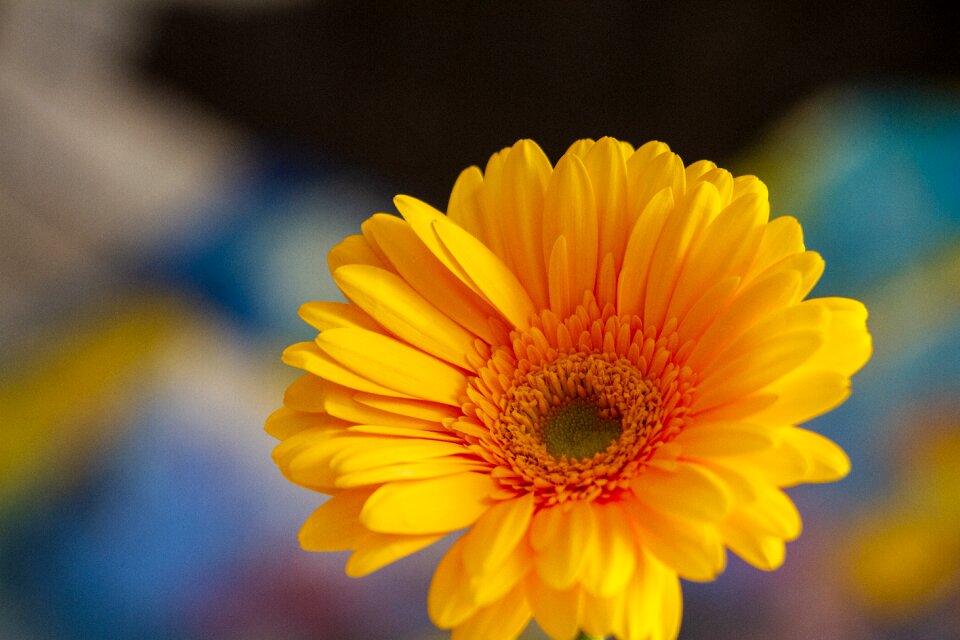 Yellow bright nature