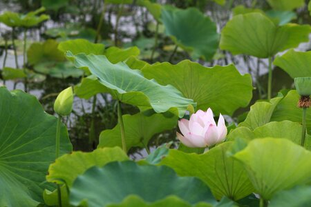 Flowers water lilies plants