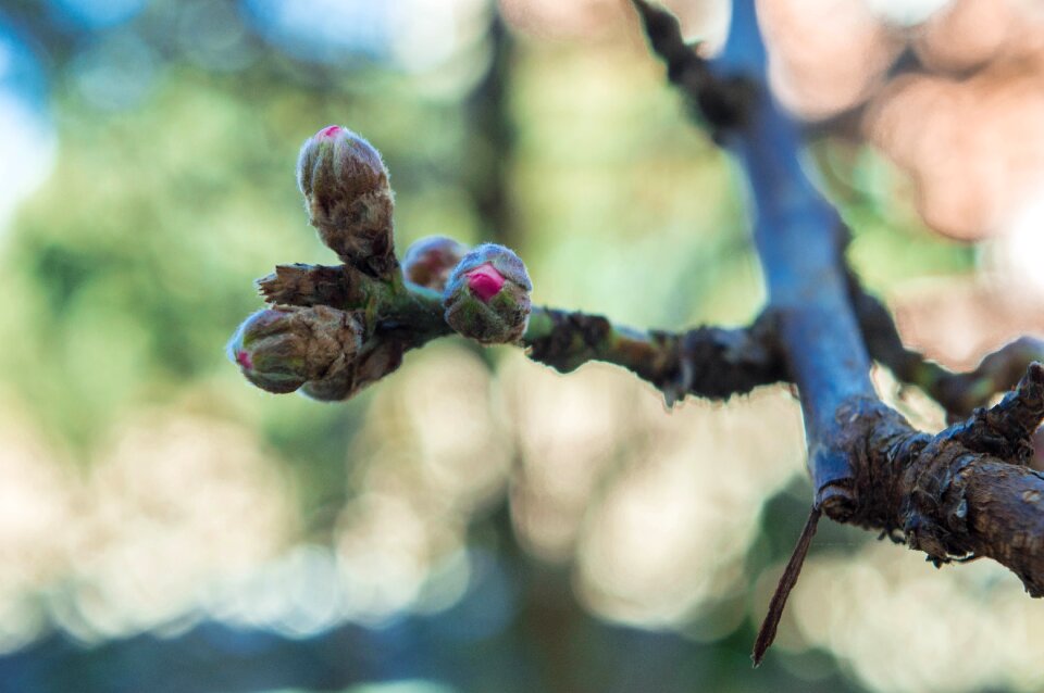 Closeup ecology plant