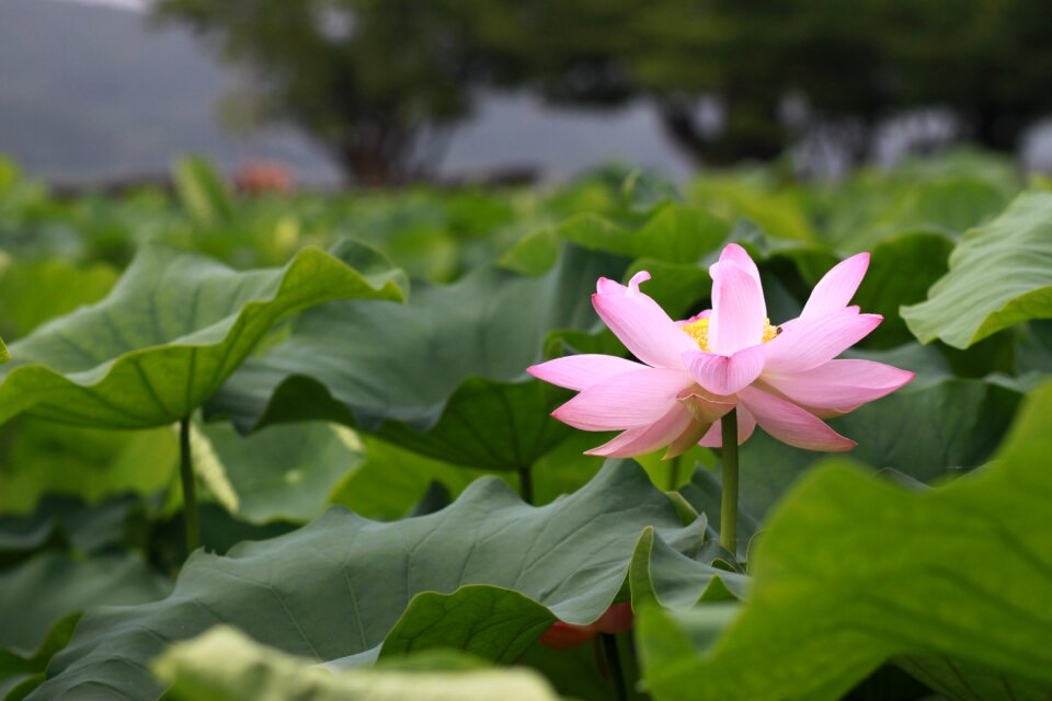 Flowers water lilies plants
