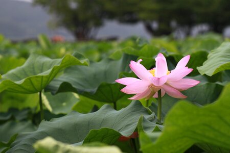 Flowers water lilies plants