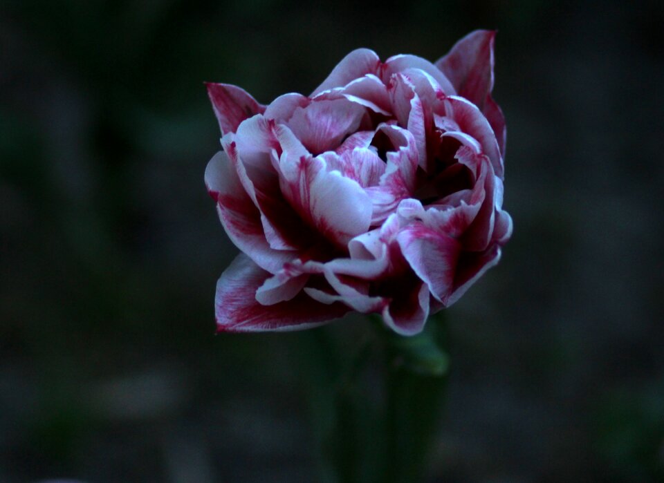 Combined flower petals
