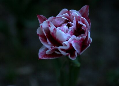 Combined flower petals