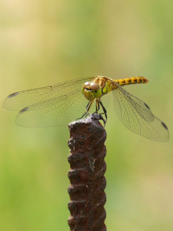 Detail winged insect cordulegaster boltonii