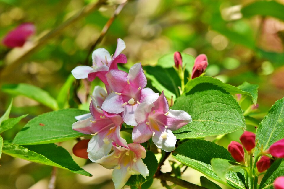 Ornamental shrub spring flowers photo