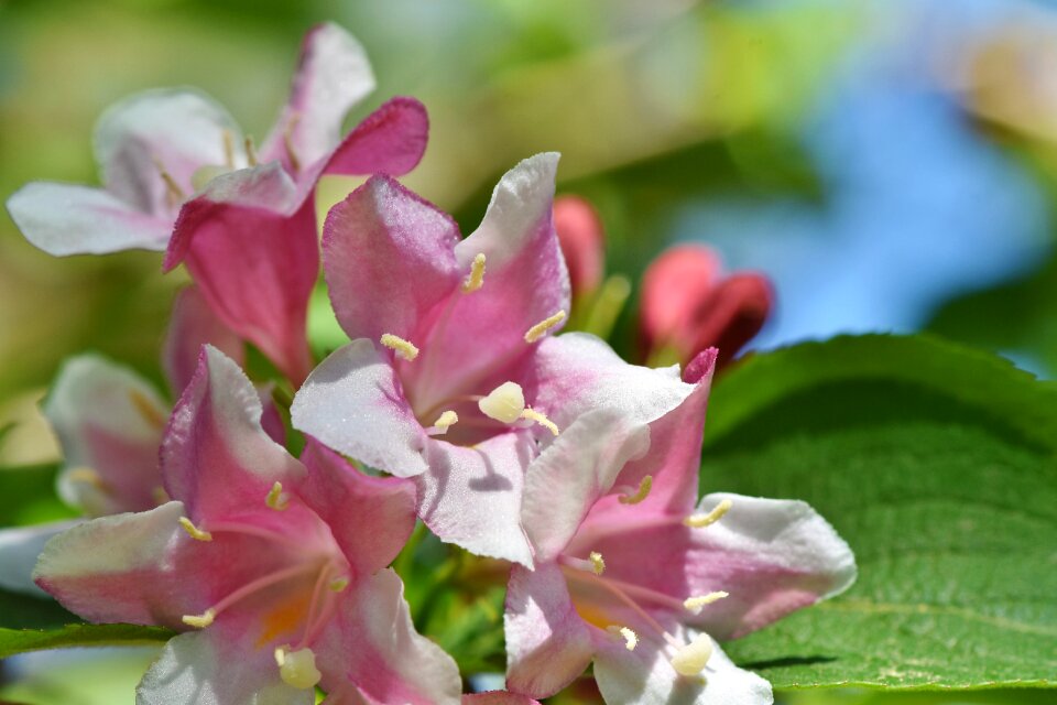 Ornamental shrub spring flowers
