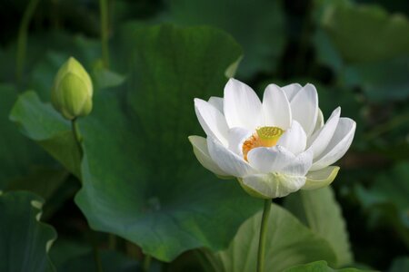 Flowers water lilies plants photo