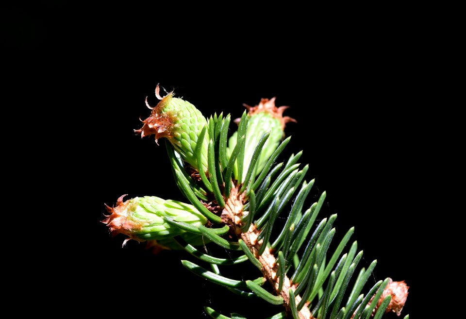 Needles engine needle branch