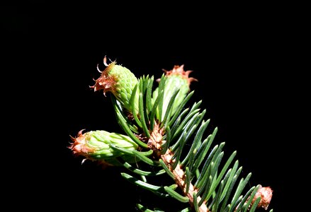 Needles engine needle branch