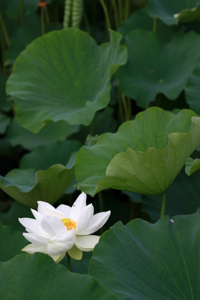 Flowers water lilies plants
