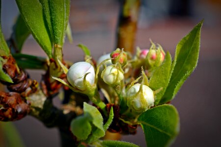 Bud leaf nature