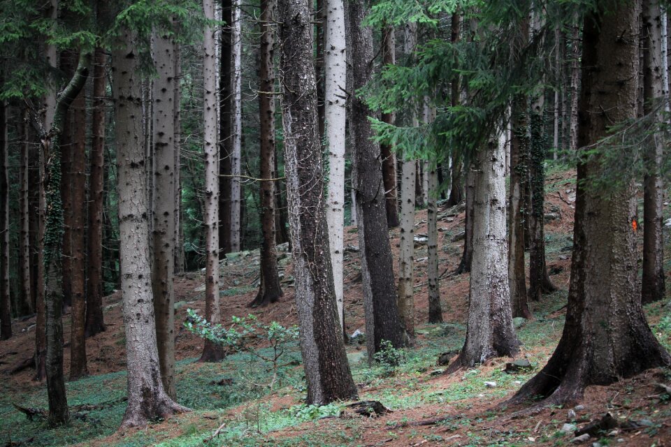 Outdoors horror fear