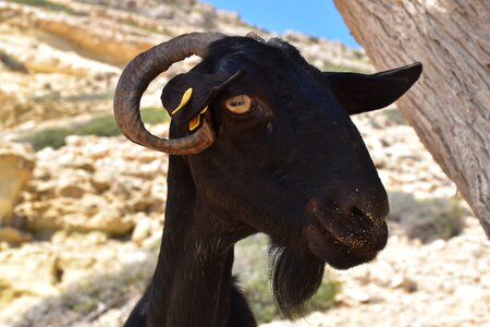 Nature close up goat's head photo