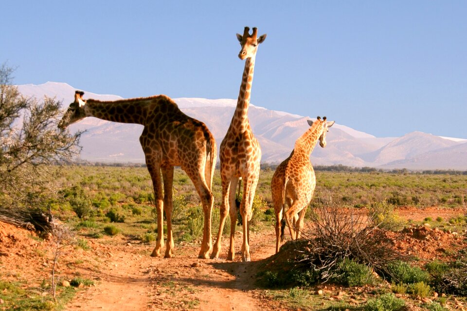 Animal world desert wild