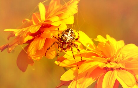 Insect flower garden