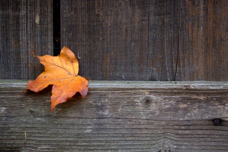 Autumn dry oak