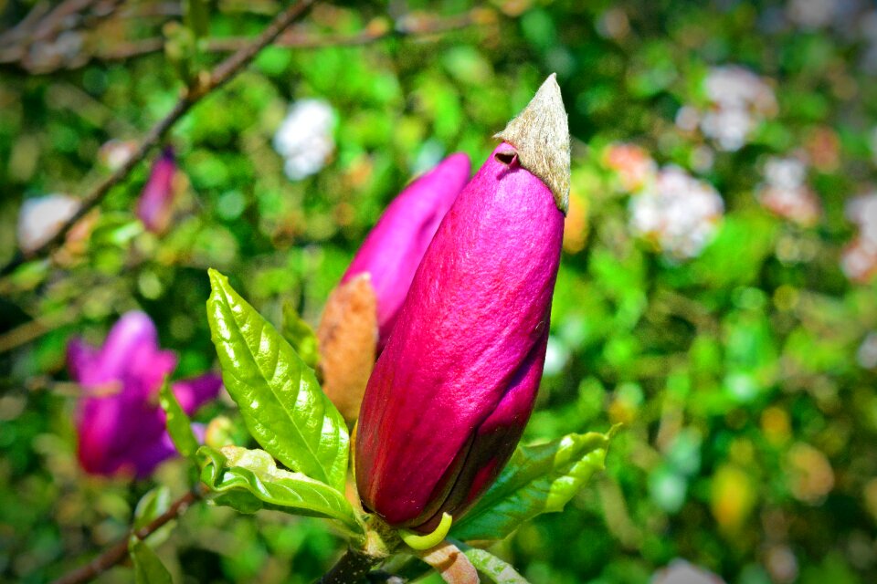 Nature flower plant