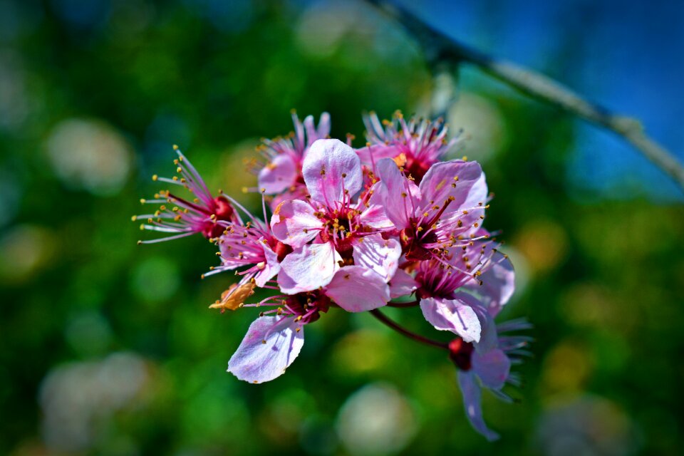 Flower nature plant