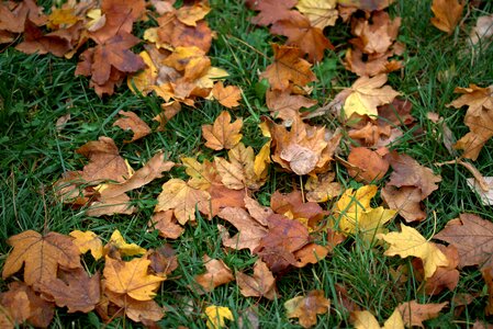 Yellow autumn nature