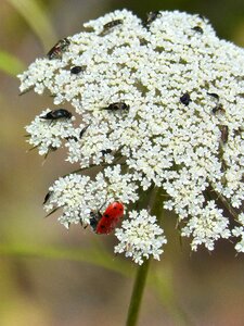 Libar pollen summer