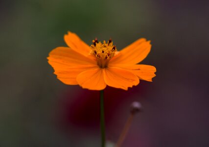 Petals plant supplies