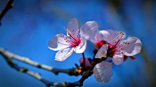 Flower nature plant