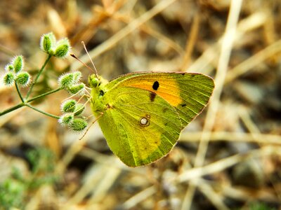 Plant animal yellow