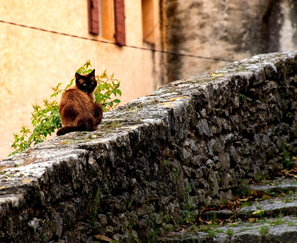 Tomcat alley cat cobbled wall photo