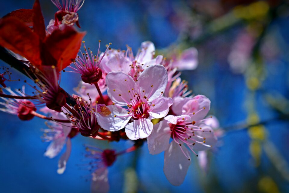 Flower nature plant